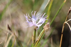 Dianthus sternbergii