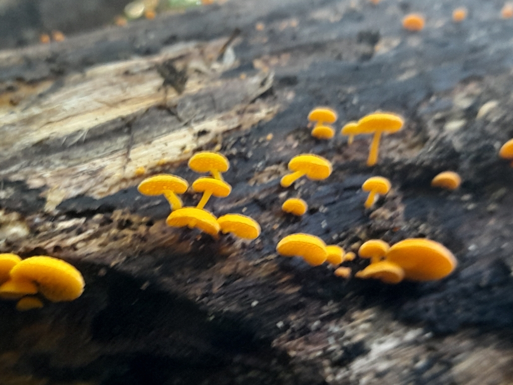 Favolaschia claudopus · April 2025 · photo: © mphnz (iNaturalist, cc0)
