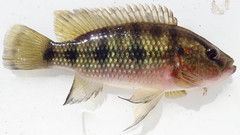 Hemichromis elongatus