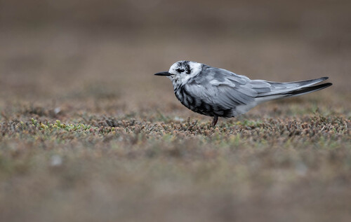 Guifette leucoptère