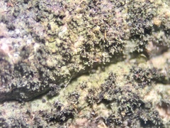 Pseudosagedia isidiata