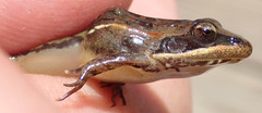 Ptychadena taenioscelis