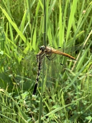Orthetrum albistylum speciosum
