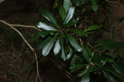 Tristaniopsis laurina