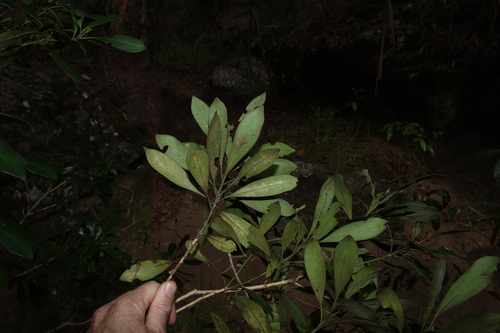 Tristaniopsis laurina