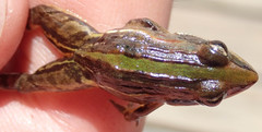 Ptychadena taenioscelis