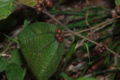 Image of Grewia latifolia by (c) Greg Tasney, some rights reserved (CC BY-SA)