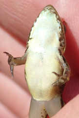 Ptychadena taenioscelis