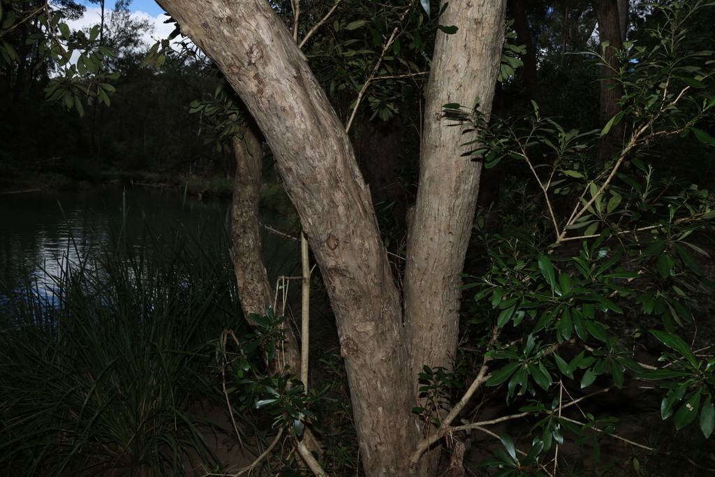 Tristaniopsis laurina, Mount Barney QLD 4287, Australia