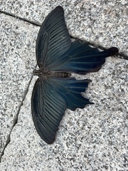 Papilio demetrius