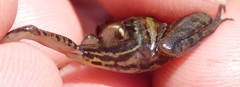 Ptychadena taenioscelis