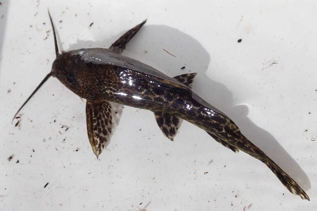 Largemouth squeaker (Synodontis macrostoma) — Mochokidae