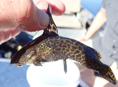 Synodontis macrostoma