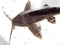 Synodontis macrostoma