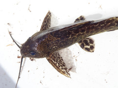 Synodontis macrostoma