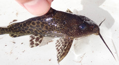Synodontis macrostoma