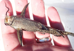 Synodontis macrostoma