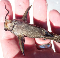Synodontis macrostoma