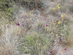 Allium sphaerocephalon