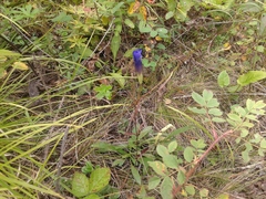 Gentianopsis barbata