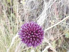 Allium sphaerocephalon