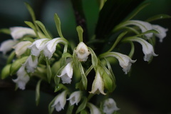 Corymborkis forcipigera