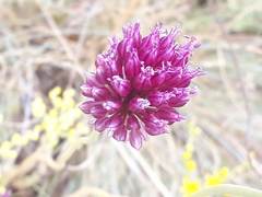 Allium sphaerocephalon