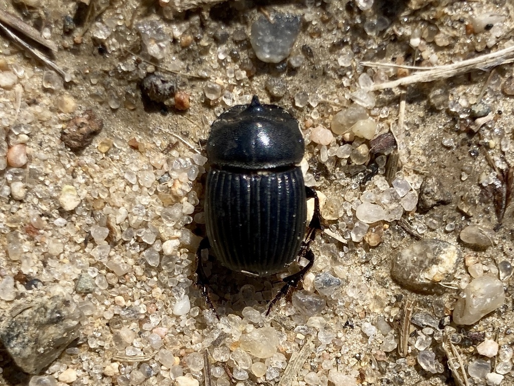 Small Black Dung Beetle