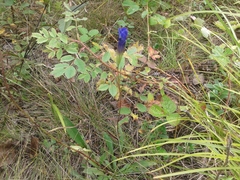 Gentianopsis barbata
