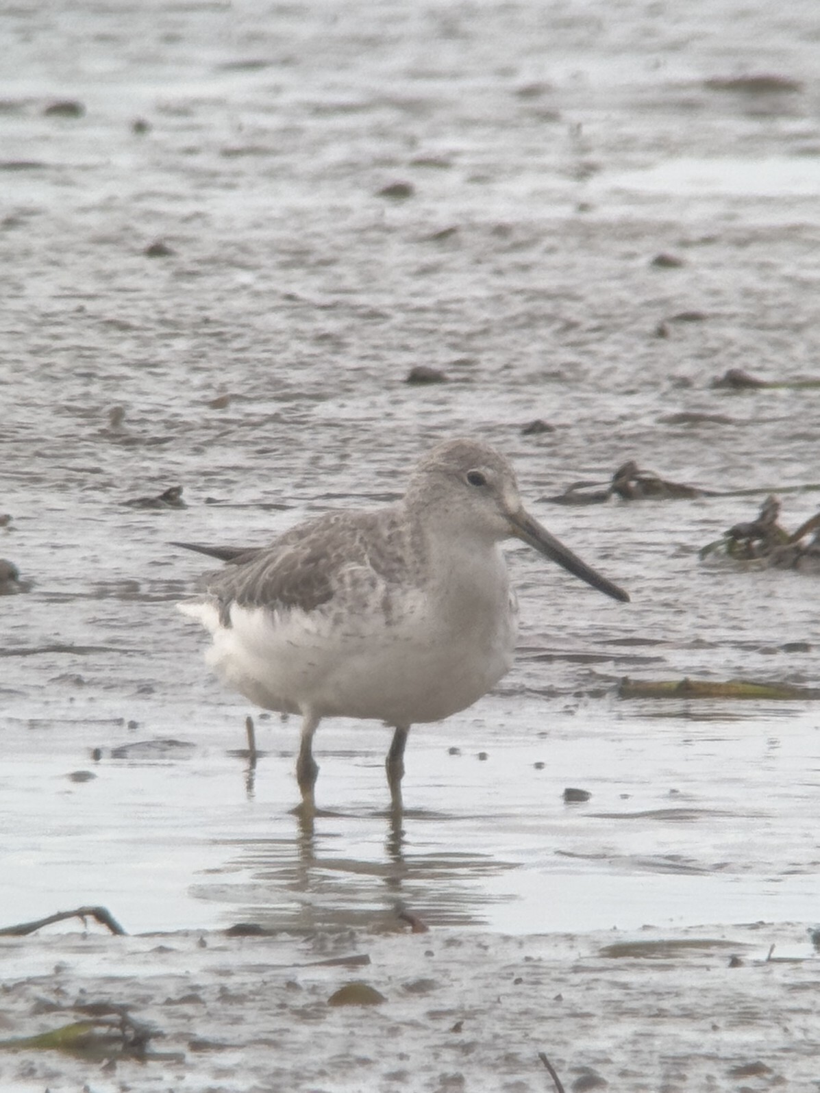 Nordmann's Greenshank