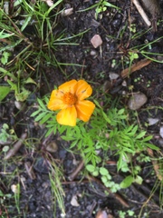 Tagetes lunulata