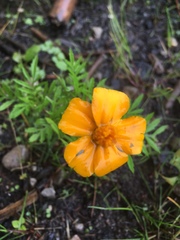 Tagetes lunulata