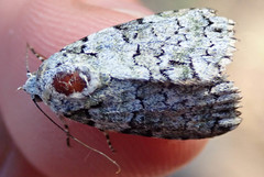 Blenina squamifera