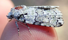 Blenina squamifera