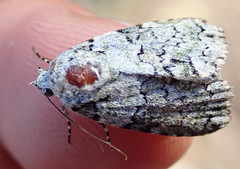 Blenina squamifera