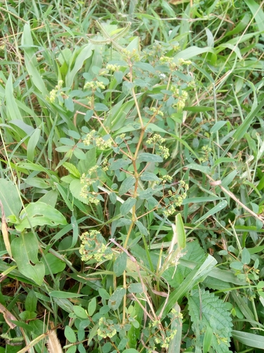 Euphorbia hyssopifolia image