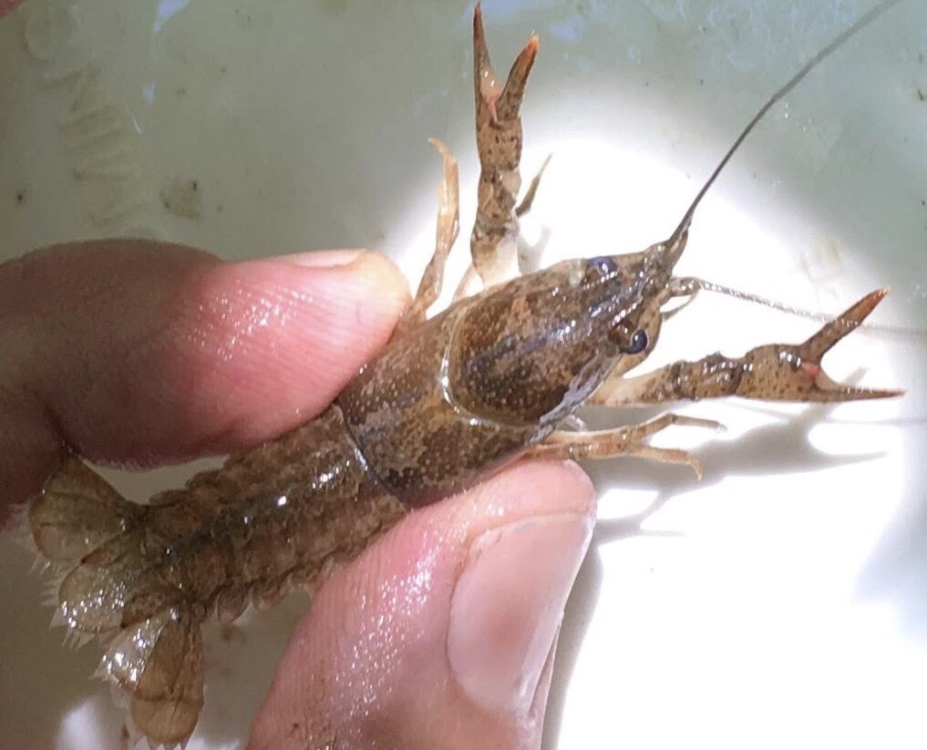 Fishhook Crayfish