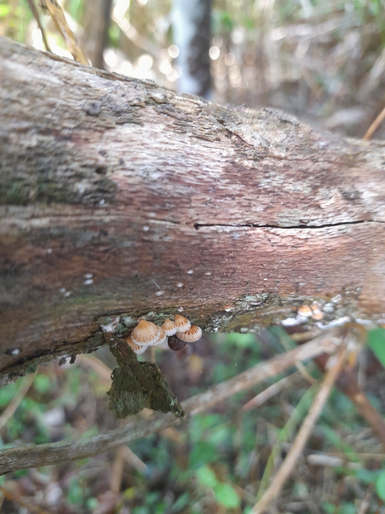 Chaetocalathus cocciformis