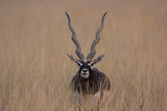 Antilope cervicapra