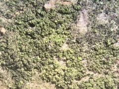Scoliciosporum chlorococcum
