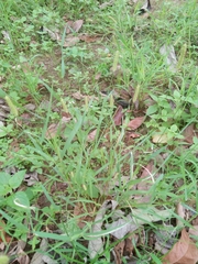 Setaria pallide-fusca