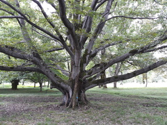 Quercus castaneifolia