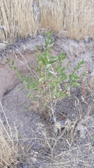 Amygdalus