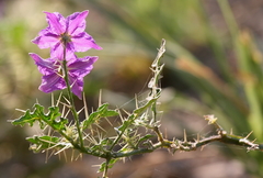 Solanum virginianum