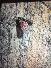 Zygaena exulans