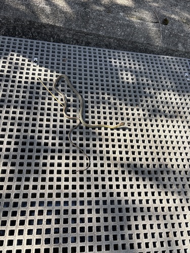 Common Tree Snake sighting