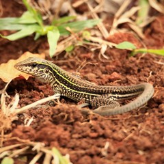 Giant Ameiva photo 4