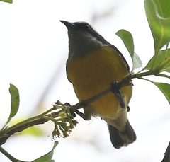 Coereba flaveola cerinoclunis
