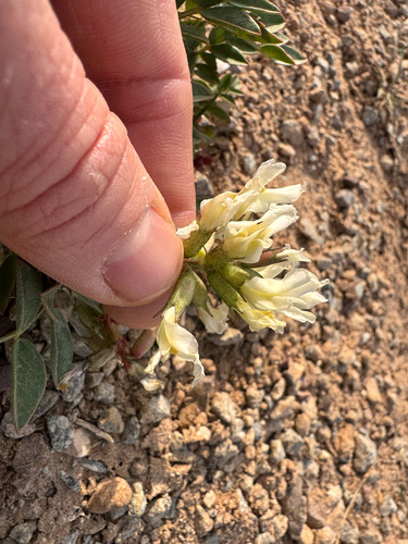 Isely's Milkvetch (Astragalus iselyi)