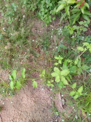 Commelina benghalensis